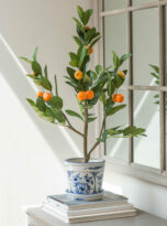 Orange Tree