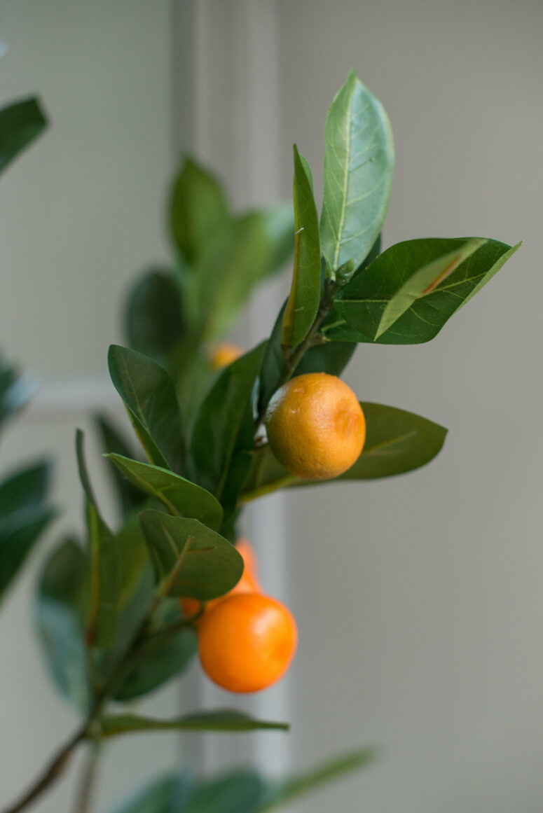 Orange Tree