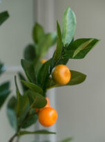 Orange Tree