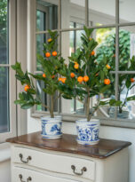 Orange Tree